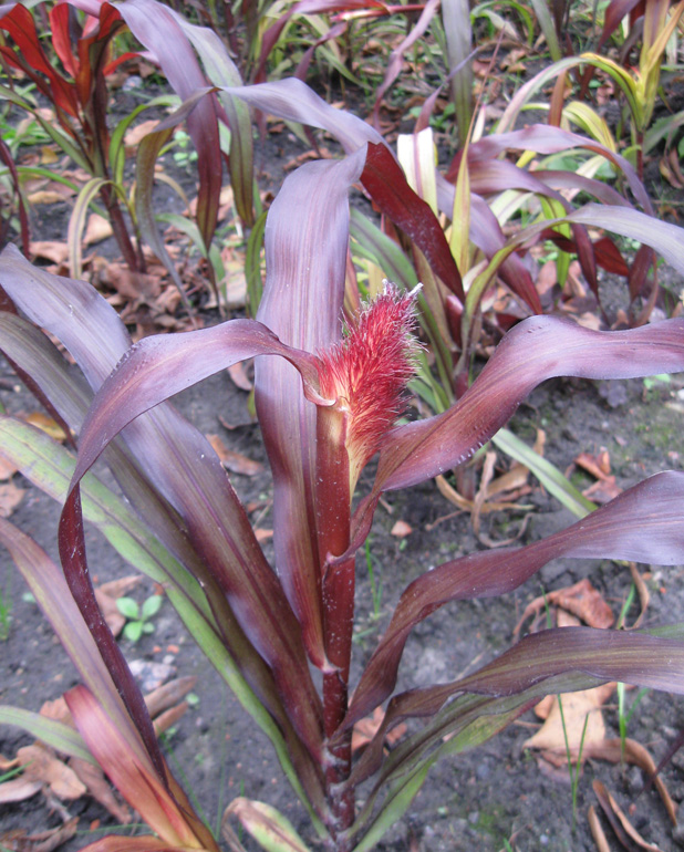 Image of Pennisetum americanum specimen.