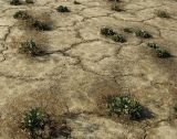 Lepidium cartilagineum. Плодоносящие растения. Крым, Ленинский р-н, Булганакское поле грязевых вулканов. Середина августа.