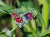 Cynoglossum officinale