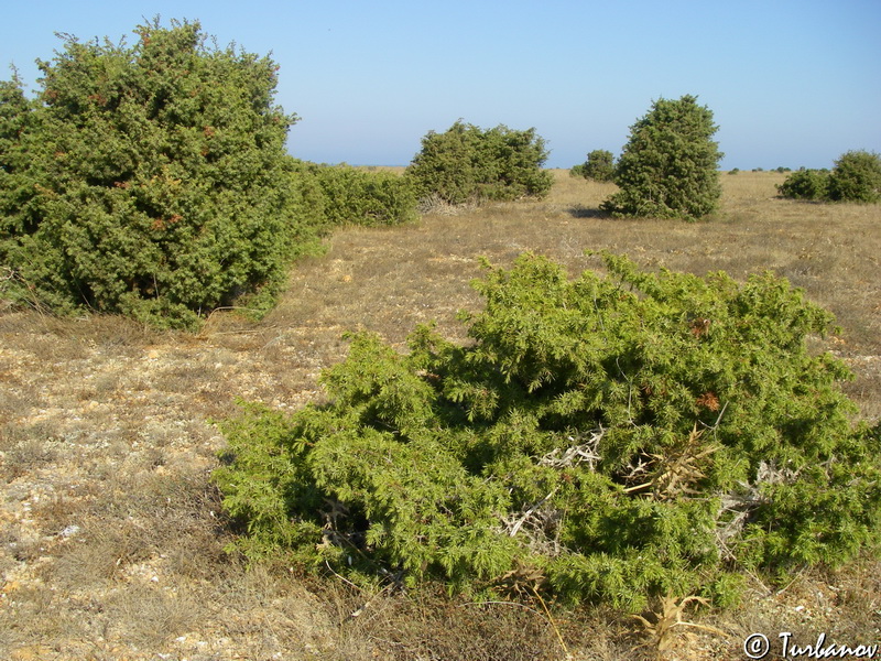 Image of Juniperus deltoides specimen.