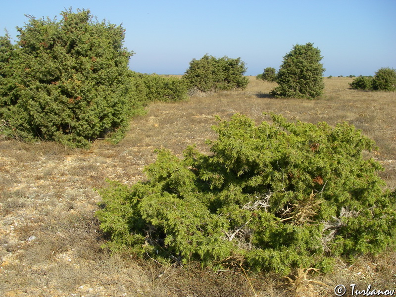 Изображение особи Juniperus deltoides.