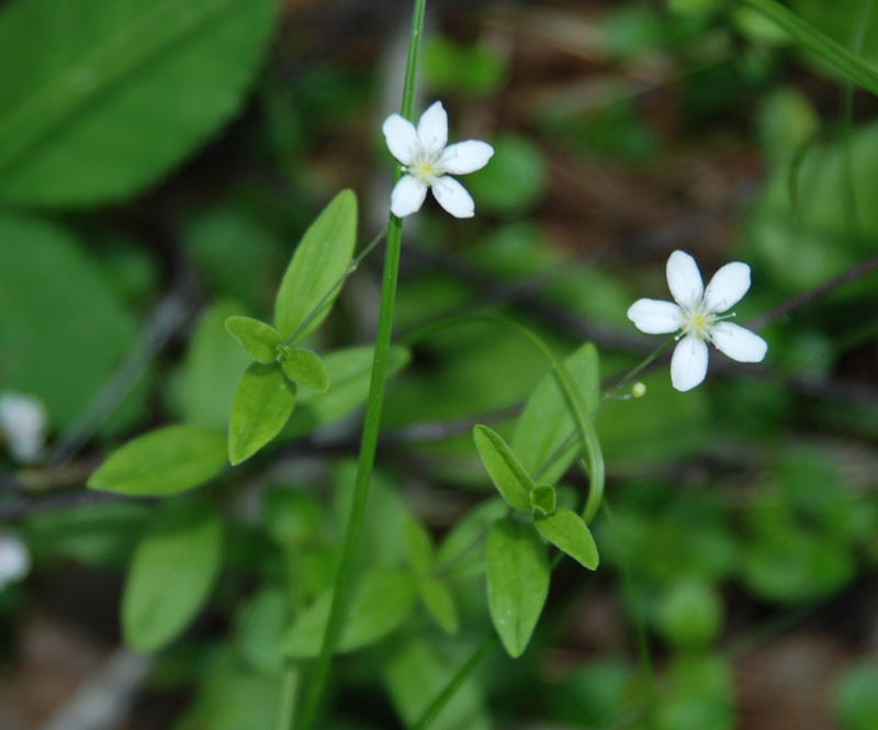 Изображение особи Moehringia lateriflora.