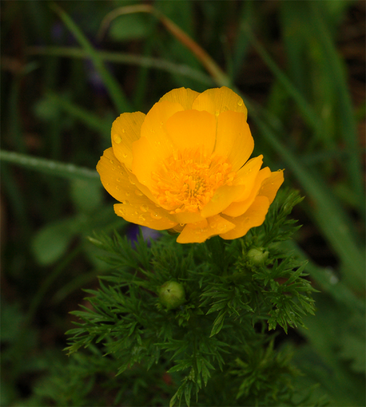 Image of Adonis apennina specimen.
