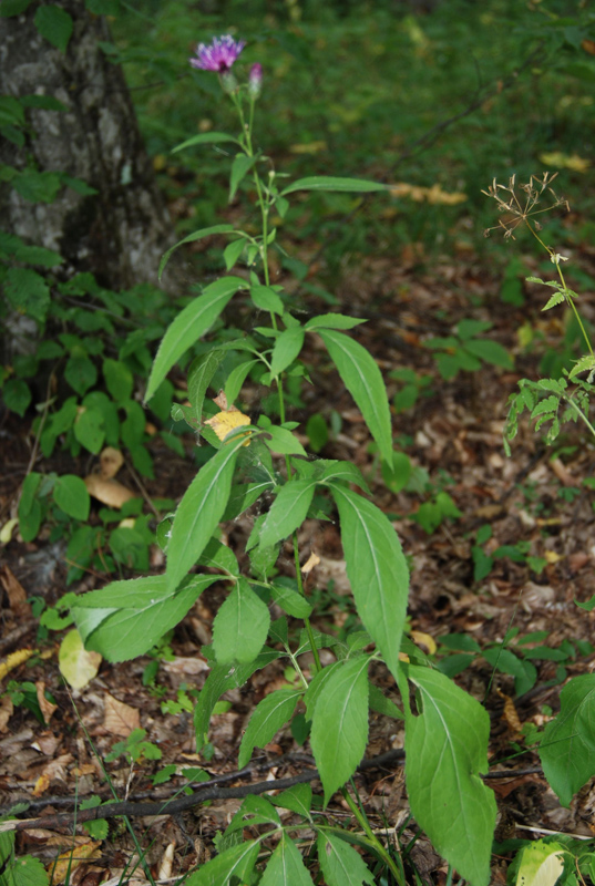 Image of Klasea quinquefolia specimen.