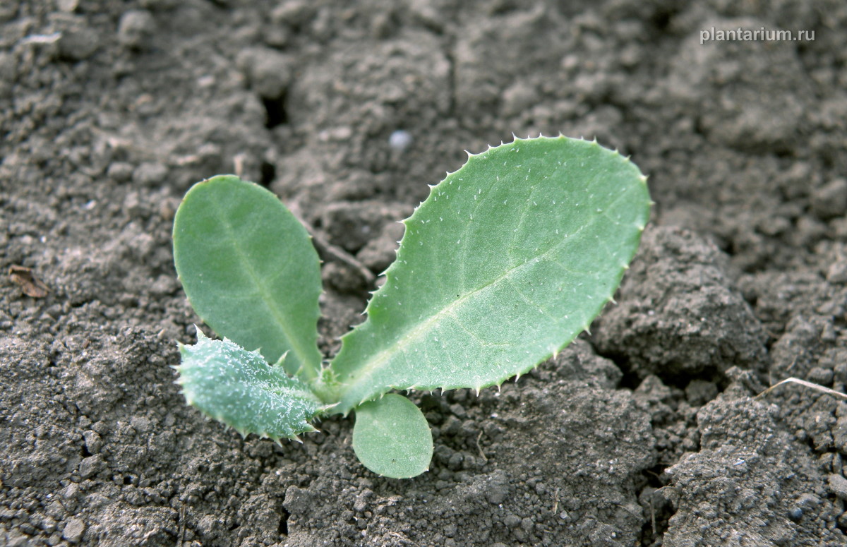 Изображение особи Sonchus arvensis.