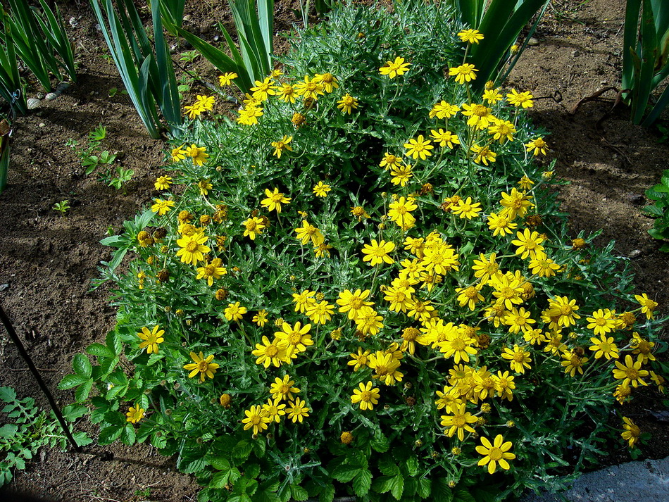 Image of familia Asteraceae specimen.