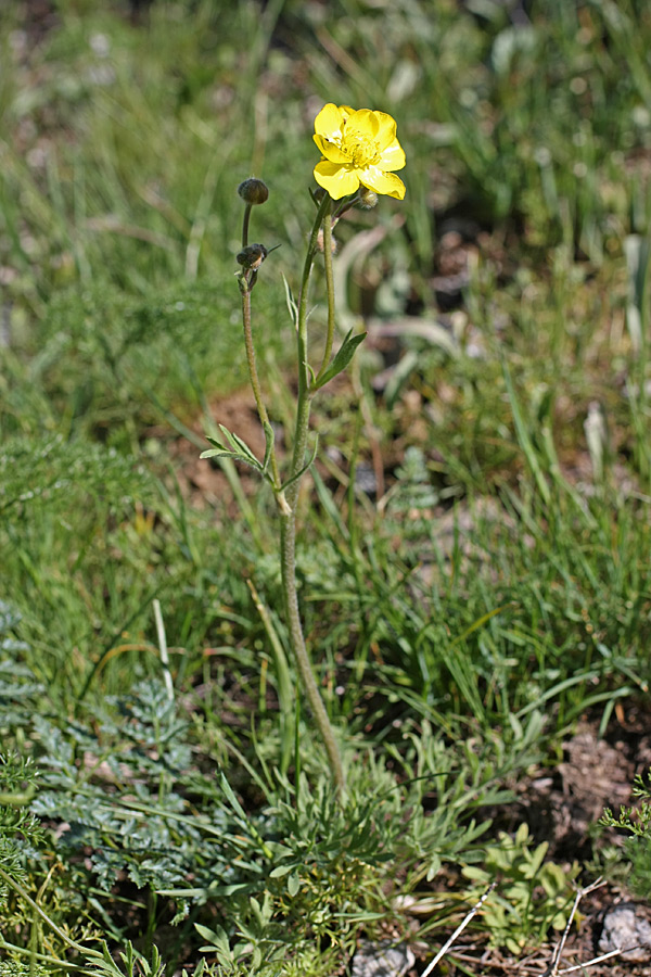 Image of Ranunculus regelianus specimen.