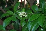 Viburnum odoratissimum. Ветвь с соцветием. Греция, Метеоры, в культуре. 08.06.2009.