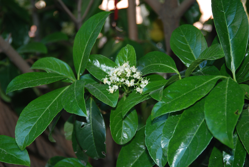 Изображение особи Viburnum odoratissimum.