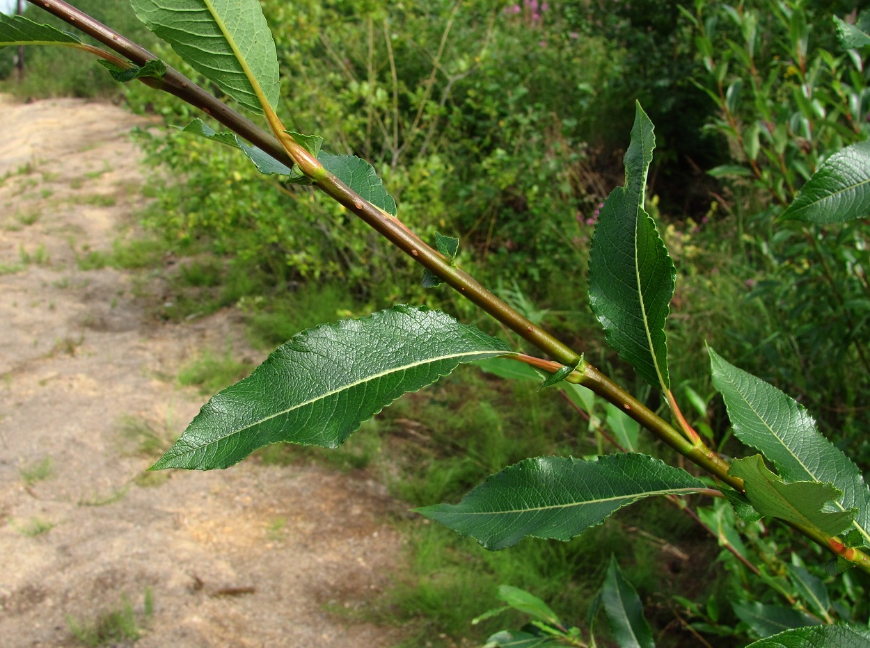 Изображение особи Salix &times; tetrapla.