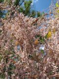 Cuscuta lehmanniana. Часть цветущего растения на Ulmus pumila. Казахстан, г. Тараз, левый борт долины р. Ушбулак (Карасу), лугово-степной околопойменный склон вост. экспозиции. 14 августа 2015 г.