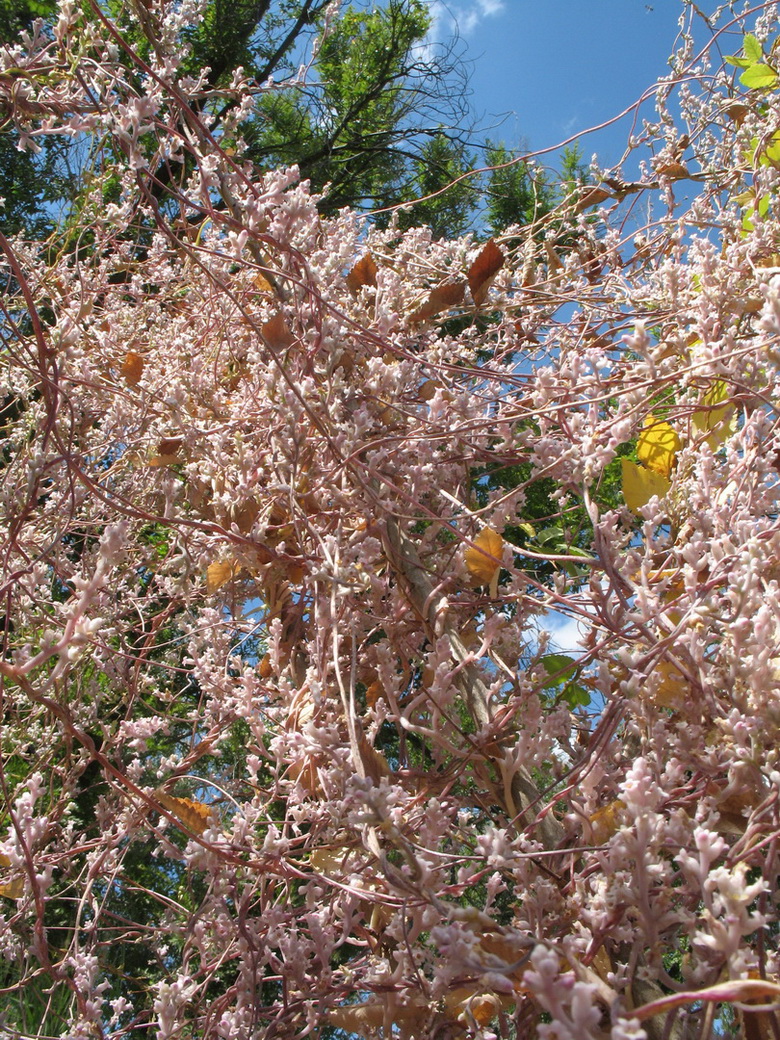 Image of Cuscuta lehmanniana specimen.