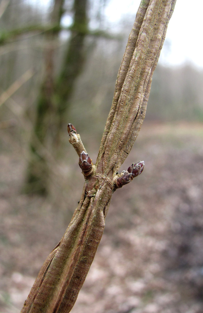 Image of Acer campestre specimen.