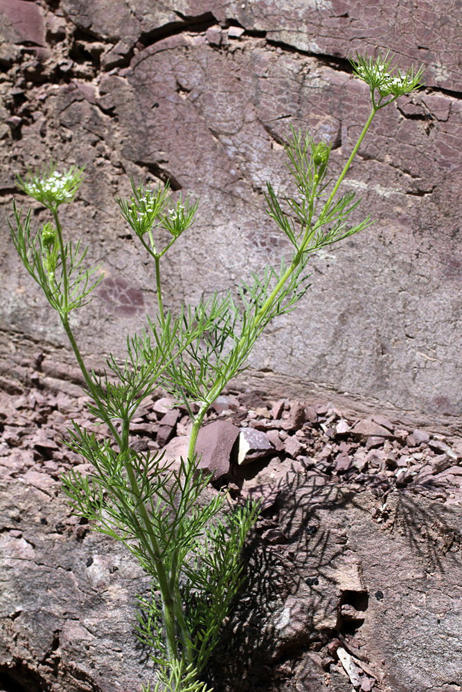 Image of Scandix stellata specimen.