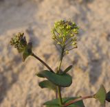 Lepidium perfoliatum