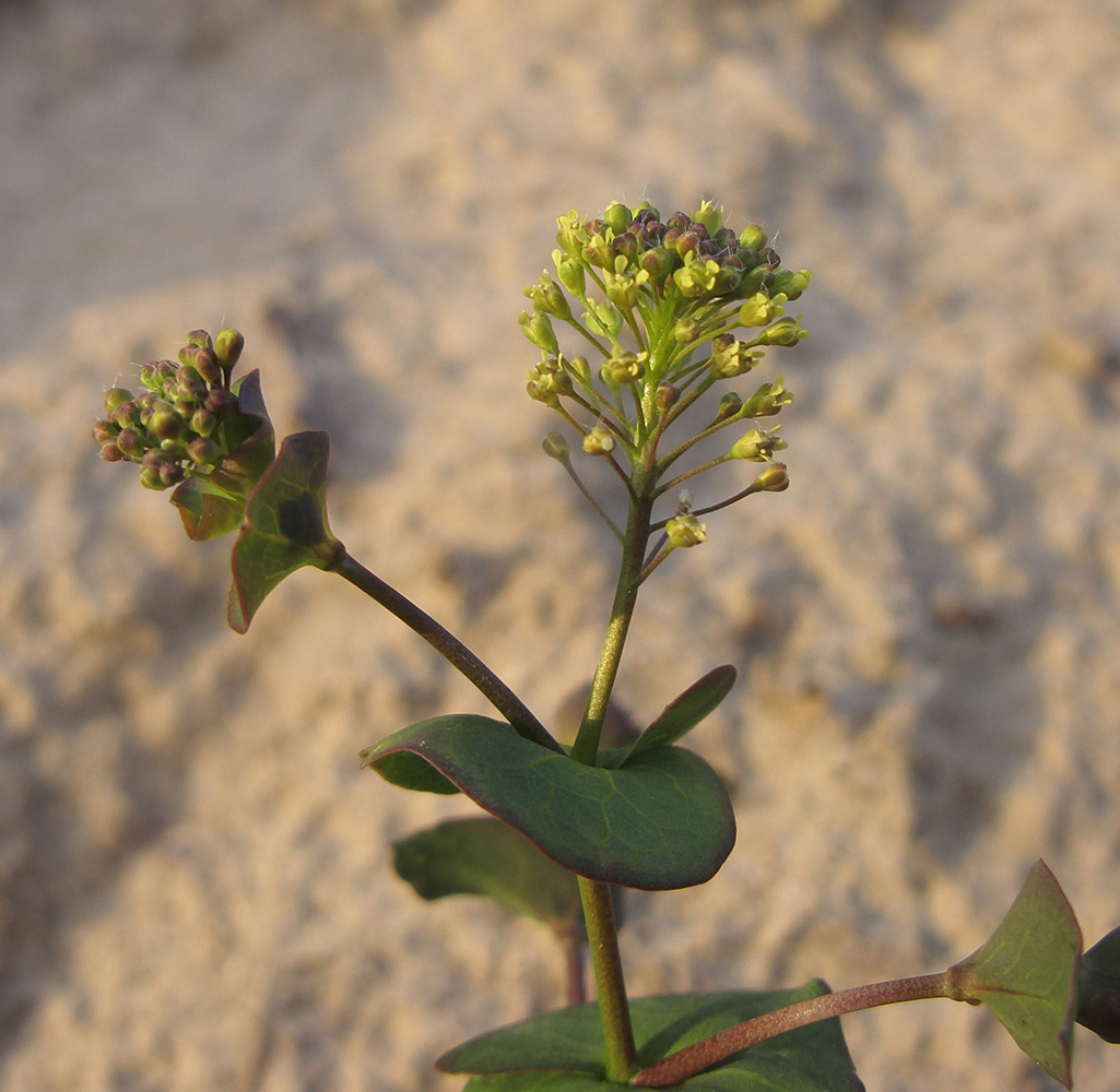 Изображение особи Lepidium perfoliatum.