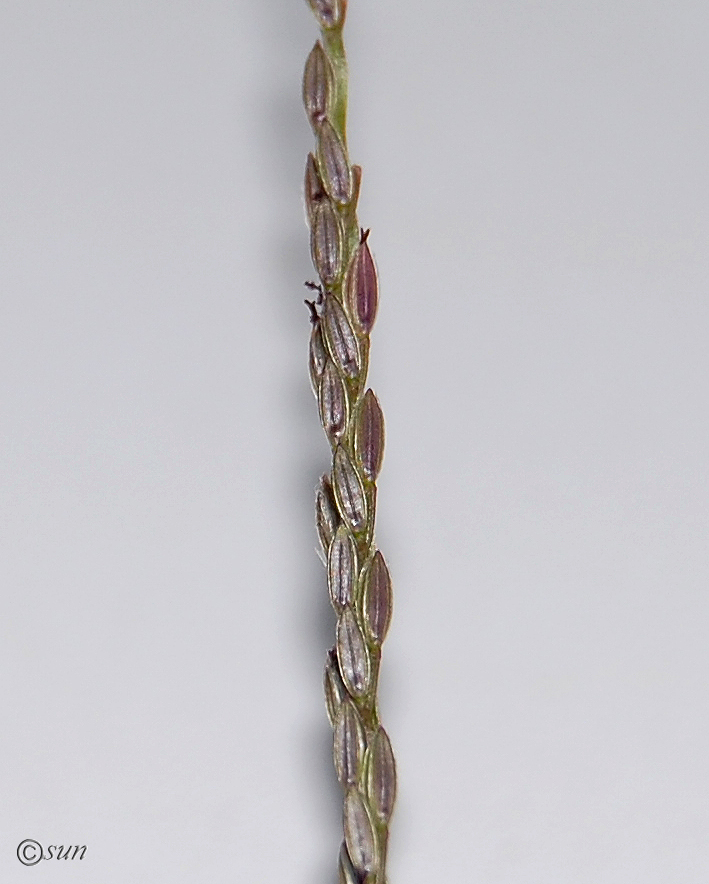 Image of Digitaria sanguinalis specimen.