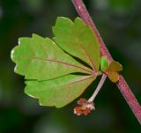 Rhus crenata