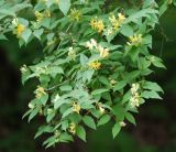 Lonicera chrysantha