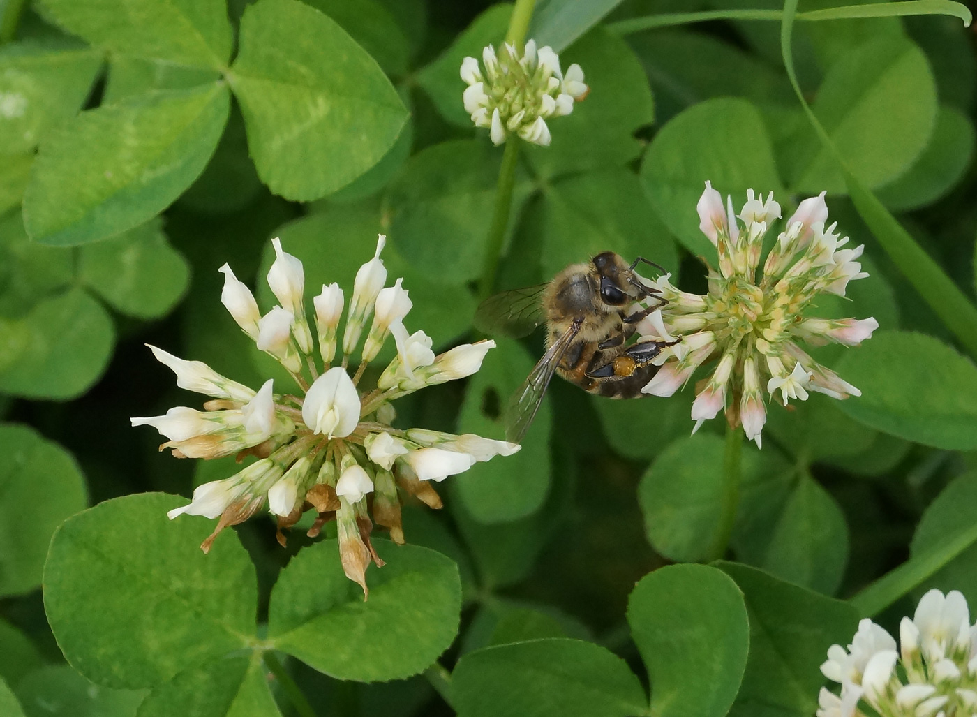 Image of Trifolium repens specimen.