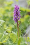 Dactylorhiza euxina. Верхушка цветущего растения. Адыгея, Майкопский р-н, плато Лаго-Наки, хр. Каменное море. 19.07.2015.
