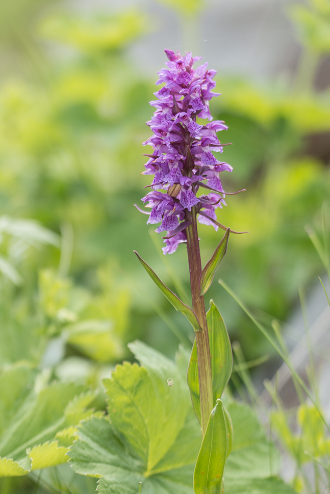 Изображение особи Dactylorhiza euxina.