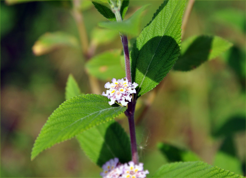 Изображение особи Lippia alba.