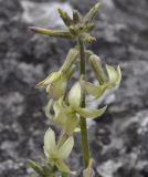 Hesperis laciniata