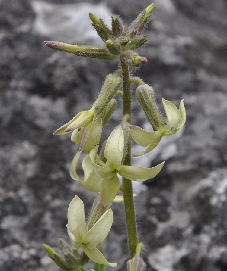 Изображение особи Hesperis laciniata.