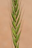 Elymus dahuricus