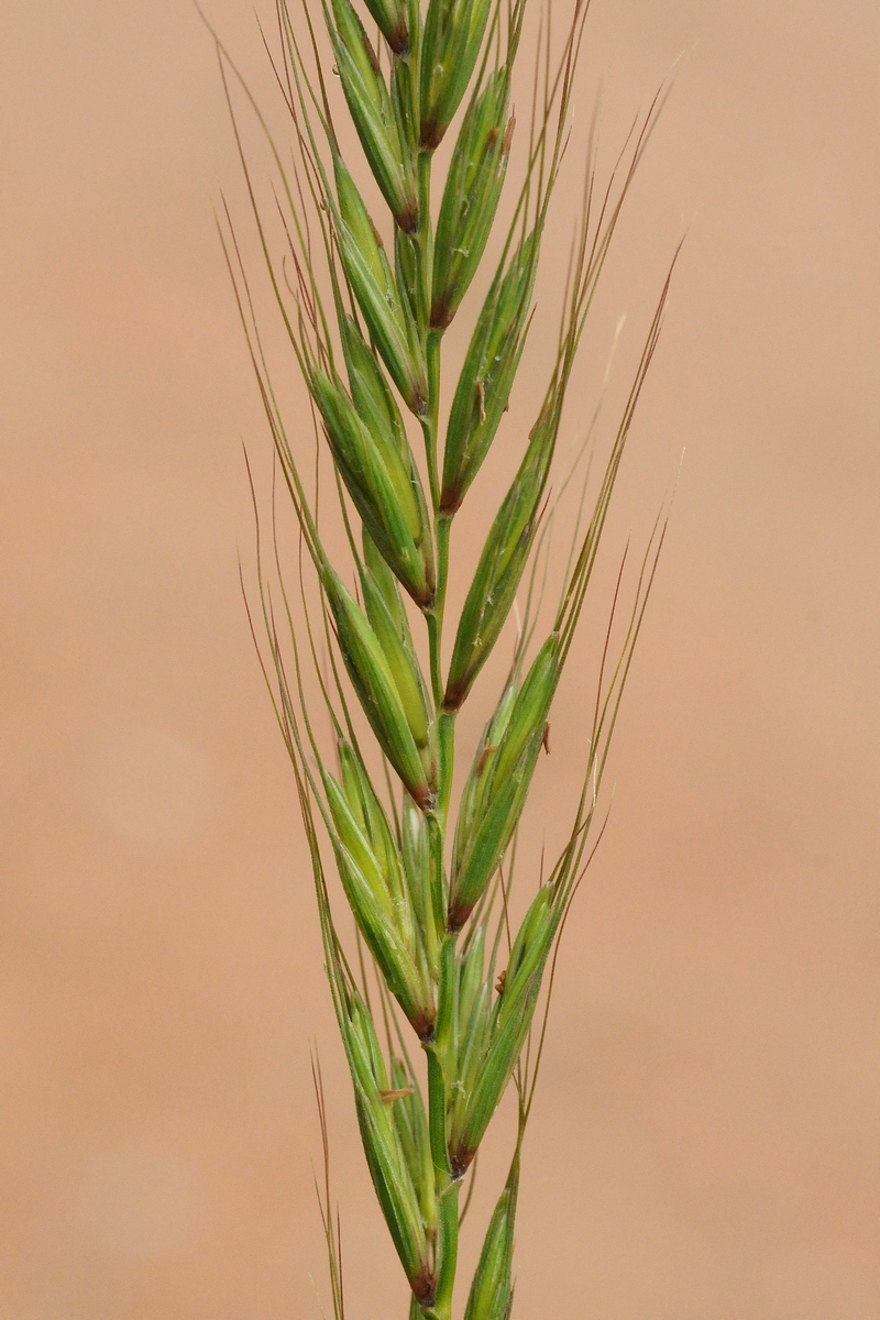 Изображение особи Elymus dahuricus.