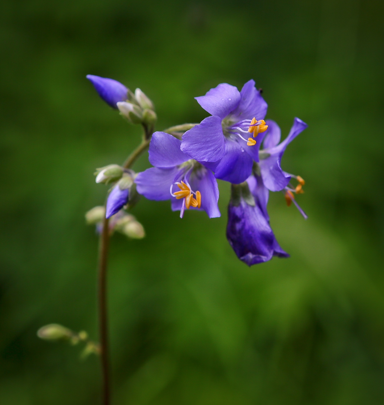 Изображение особи Polemonium caeruleum.