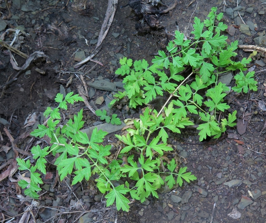 Image of Clematis latisecta specimen.