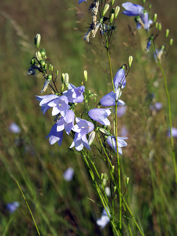 Изображение особи Campanula rotundifolia.