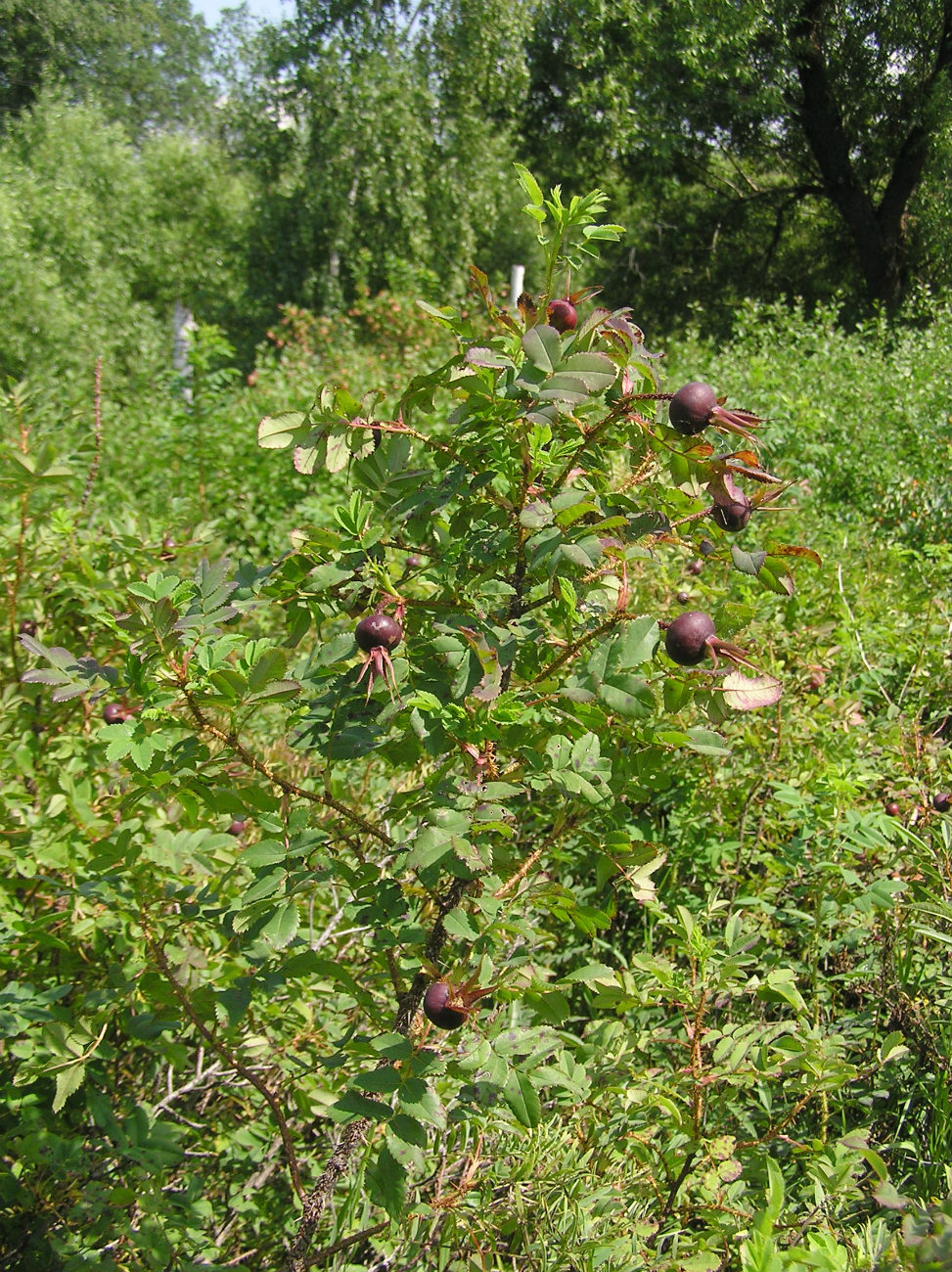 Image of Rosa spinosissima specimen.