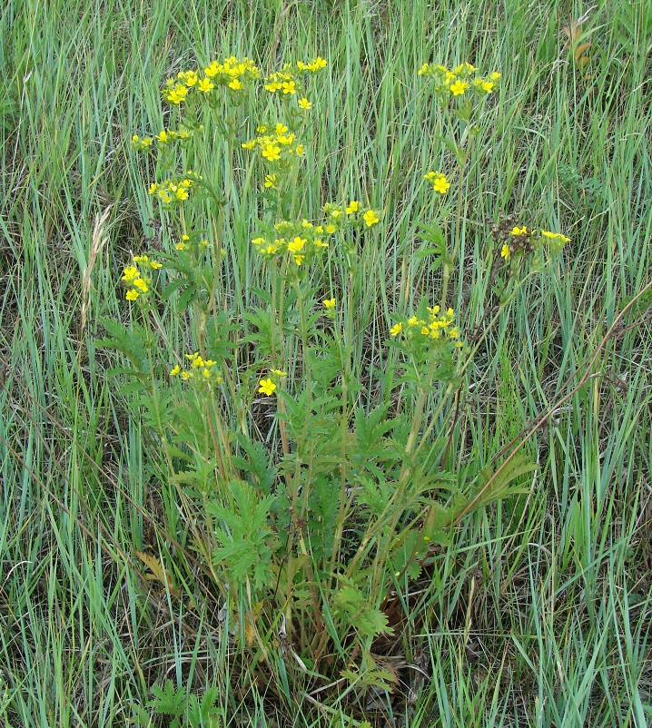 Изображение особи Potentilla acervata.