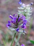 Oxytropis campanulata