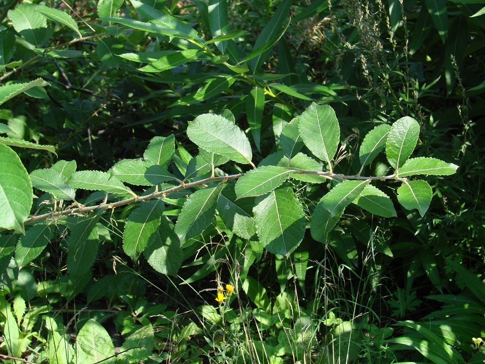 Image of Salix caprea specimen.