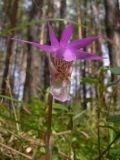 Calypso bulbosa. Цветок. Свердловская обл., окр. г. Североуральск, таёжный лес. 21.05.2007.