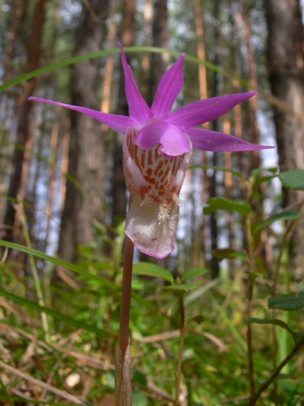 Image of Calypso bulbosa specimen.