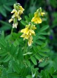 Astragalus saralensis. Верхушка цветущего растения. Бурятия, Окинский р-н, перевал Чойган-Дабан (выс. около 1900 м н.у.м.), кустарниковая тундра. 05.07.2015.