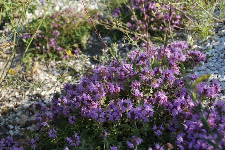 Image of Thymus dubjanskyi specimen.