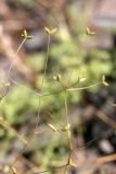 Thalictrum isopyroides. Часть соплодия. Южный Казахстан, Сырдарьинский Каратау, р-н перевала Куюк. 10.05.2015.