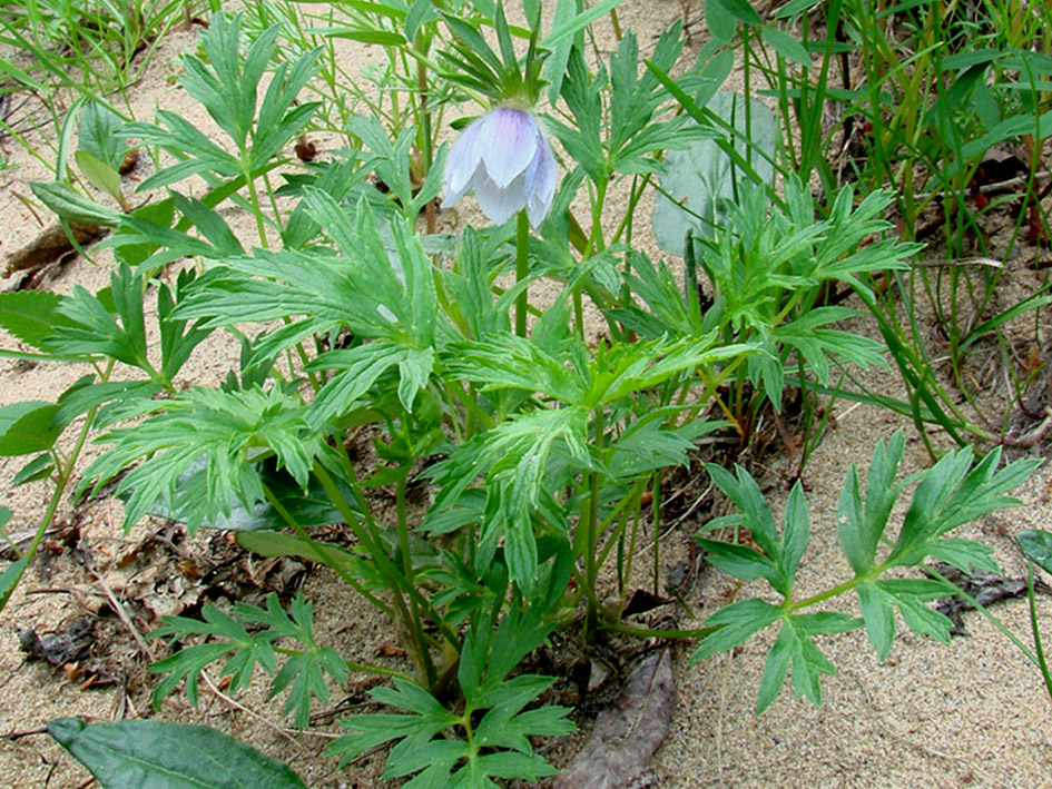 Изображение особи Pulsatilla ajanensis.