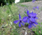 Delphinium consolida. Часть соцветия (цветки и бутоны). Томск, железнодорожная насыпь. 15.07.2014.