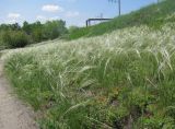 Stipa borysthenica. Зацветающие растения под железнодорожной насыпью возле соснового бора на песке. Барнаул, окр. ремонтно-экипировочного парка. 02.06.2013.