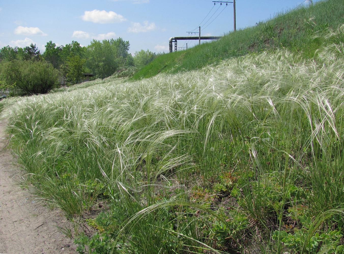 Изображение особи Stipa borysthenica.