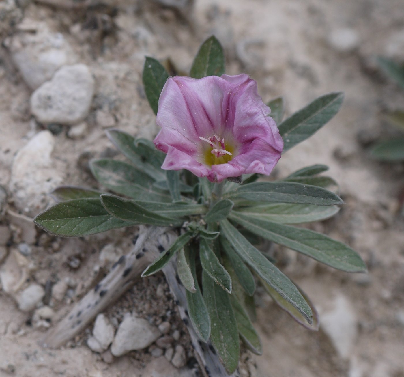 Изображение особи Convolvulus dorycnium.