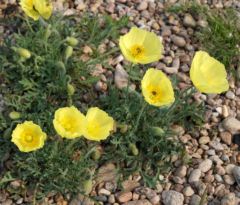 Image of Papaver olchonense specimen.