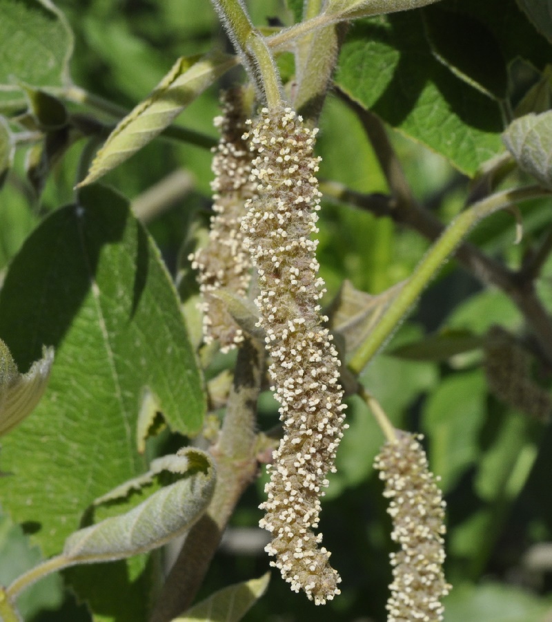 Image of Broussonetia papyrifera specimen.